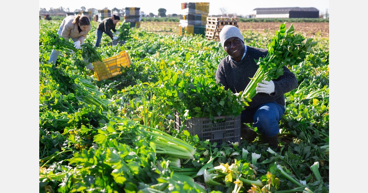 اسرائیل هنوز کارگران کشاورزی آفریقایی را می آورد