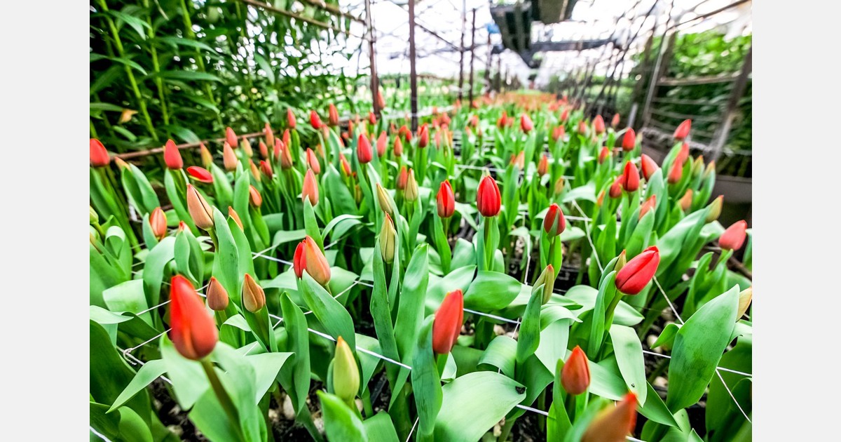مزرعه گل لاله تحت کنترل آب و هوا در آسیا شکوفا می شود