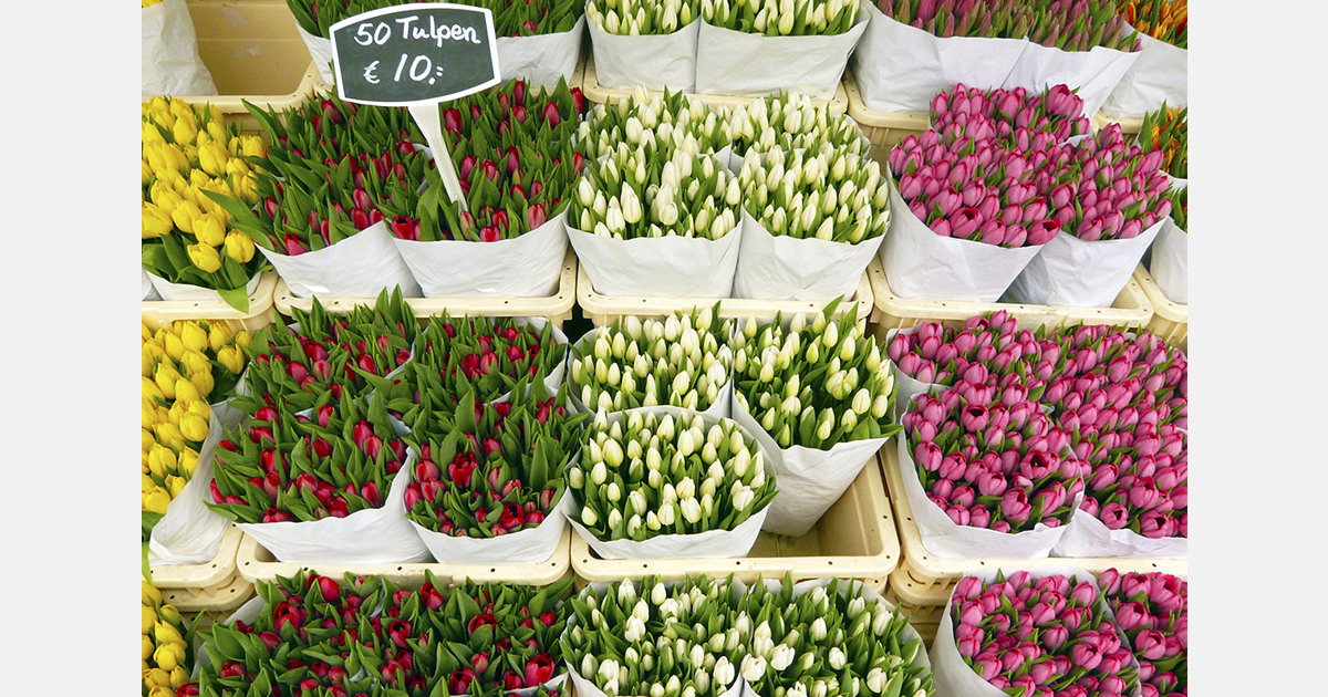 قیمت گل در قزاقستان طی سال گذشته 8 درصد افزایش یافته است