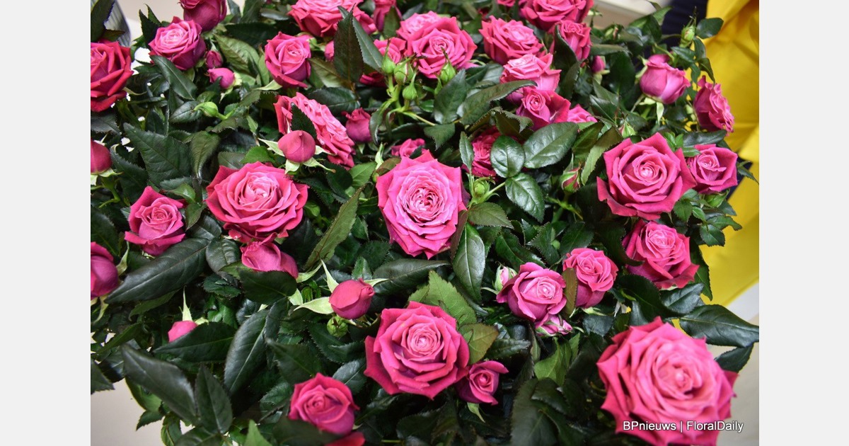 گل رز محبوب ترین گل در باغ های کاونتری است