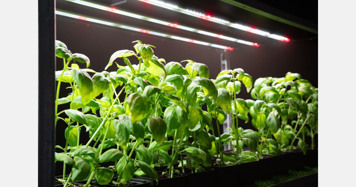 راه حل های قرمز دور و بینش فیزیولوژی گیاهی برای روشنایی باغبانی
