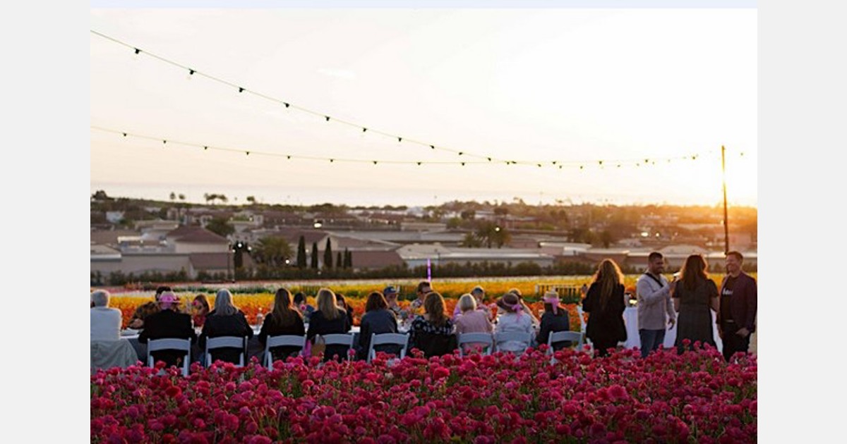 شام سالانه شرکت آمریکایی گروون از طریق مزرعه به گلدان به مزارع گل در کارلزباد، کالیفرنیا باز می گردد.