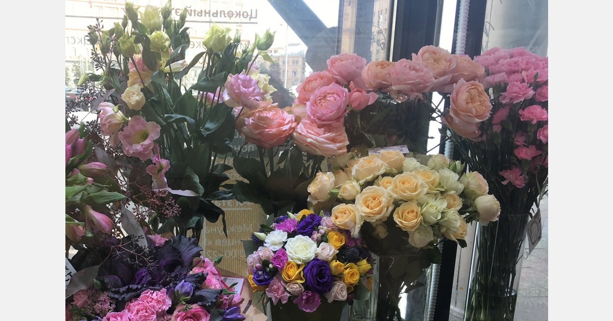 شرکت صربی-هلندی 2400 نهال گل رز را به شهر بلگراد اهدا کرد