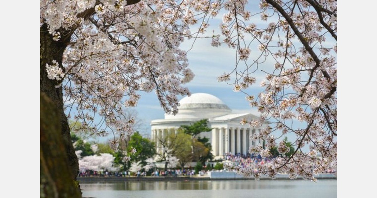 ژاپن دوباره 250 درخت شکوفه گیلاس ویژه آمریکا را هدیه می دهد