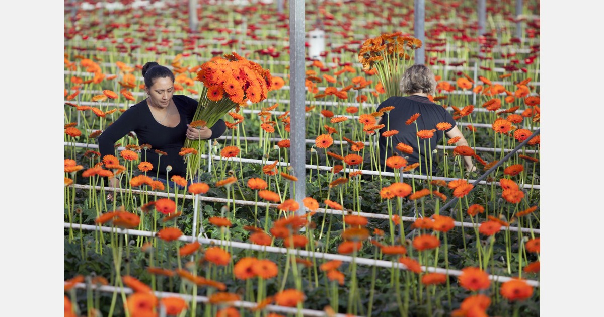گلخانه های van Hoekelen میلیون ها گل را در منطقه Hazleton می روید